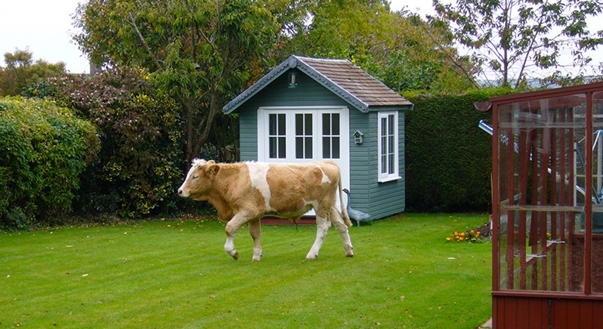 Why Should I Upgrade Dynamics NAV and Why Is There a Cow in My Front Yard?