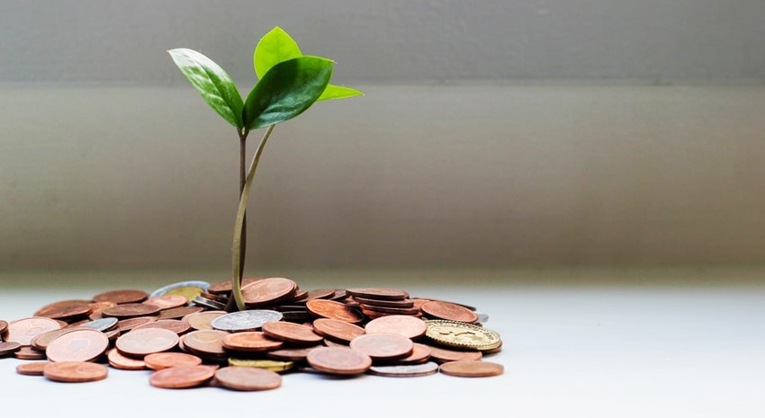 A plant growing out of a pile of coins