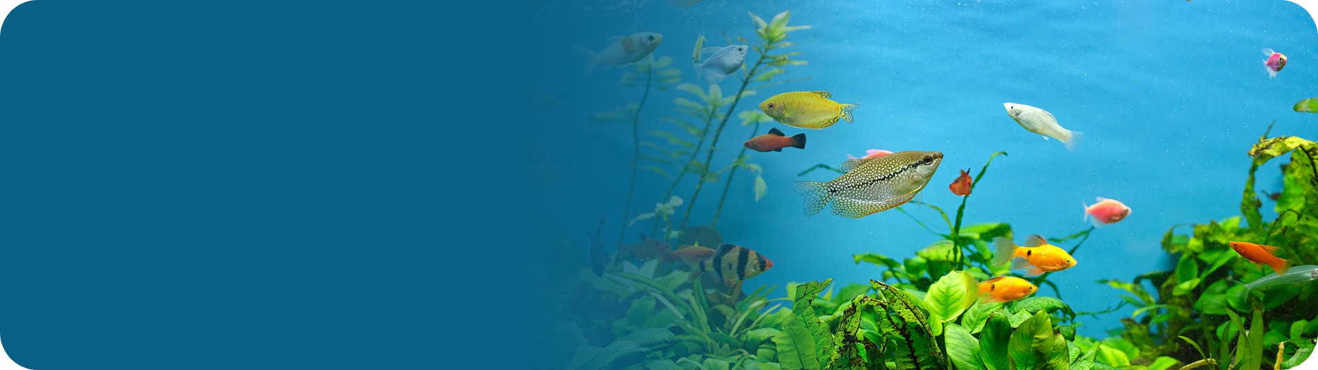 Global Pet Company Banner with Fish
